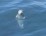 Young harbor seal.  Photo: C. Reeb, June 2014.